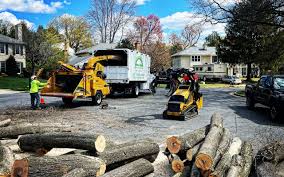 Trusted Mahanoy City, PA Tree Services Experts