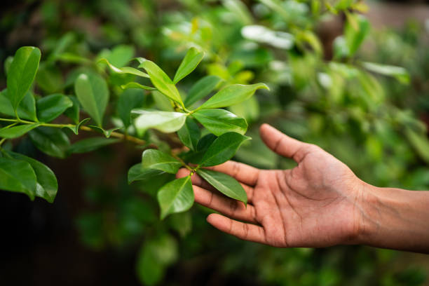 How Our Tree Care Process Works  in  Mahanoy City, PA